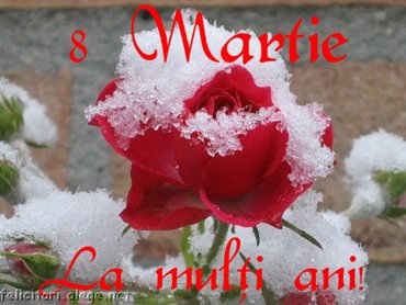 Trandafir 8 Martie La Multi Ani